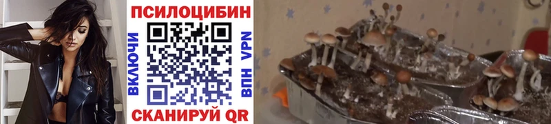 где можно купить наркотик  Нижнекамск  Псилоцибиновые грибы Psilocybine cubensis 